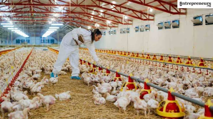 BUSINESS INSURANCE AND RISK MANAGEMENT: PROTECTING YOUR POULTRY INVESTMENT